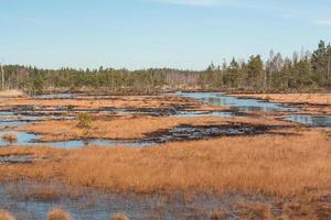 Spring in the swamp lakes photo