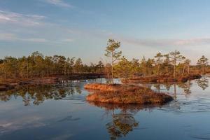 Spring in the swamp lakes photo