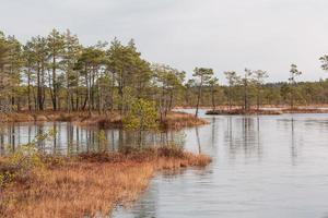 Spring in the swamp lakes photo