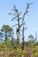 Spring in the swamp lakes photo