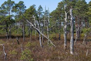 Spring in the swamp lakes photo