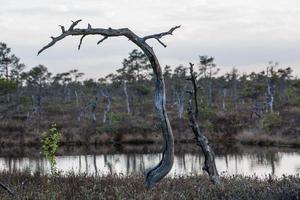 Spring in the swamp lakes photo