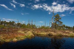 Spring in the swamp lakes photo