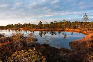 Spring in the swamp lakes photo