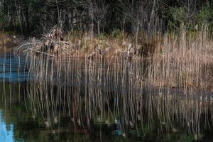 Spring in the swamp lakes photo