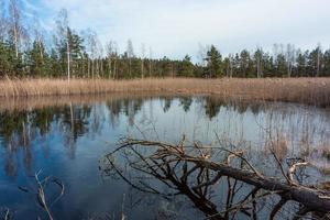 Spring in the swamp lakes photo