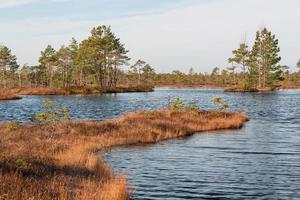 Spring in the swamp lakes photo