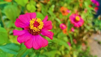 lila rosa rote blumenpflanzen in der tropischen waldnatur mexiko. video