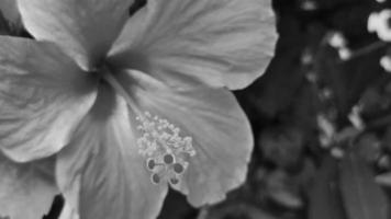 vermelho lindo hibisco flor arbusto árvore planta no méxico. video