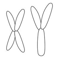 X and Y chromosome icon, outline style vector