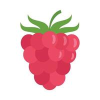Raspberry icon flat isolated vector
