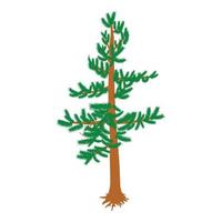 icono de pino verde vector isométrico. icono de árbol de coníferas de hoja perenne independiente