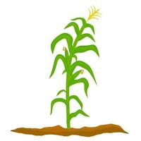 Grass cereal plant isolated on white background. Corn trees with fruit planted in fertile land. Corn planting process. Vector illustration