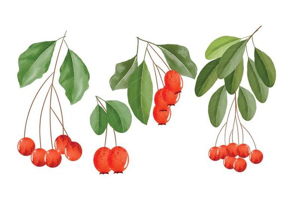 Colorful red berries with leaves and branches watercolor clipart set, watercolor red berry illustration for New Year, greeting cards, invitations or calendars