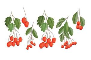 Colorful red berries with leaves and branches watercolor clipart set, watercolor red berry illustration for New Year, greeting cards, invitations or calendars vector