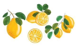 Lemon watercolor clipart set, A collection of fresh lemon hand-drawn watercolor clipart set for decorations and prints vector