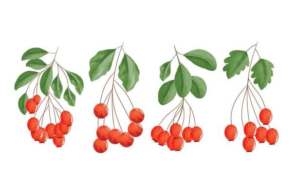 Colorful red berries with leaves and branches watercolor clipart set, watercolor red berry illustration for New Year, greeting cards, invitations or calendars