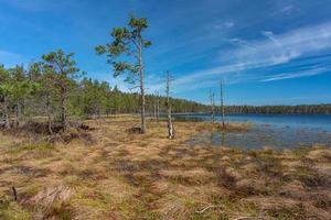 Spring in the swamp lakes photo