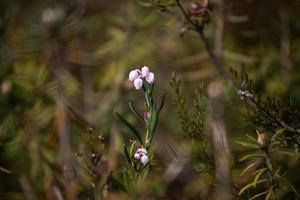 Spring in the swamp lakes photo