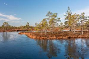 Spring in the swamp lakes photo