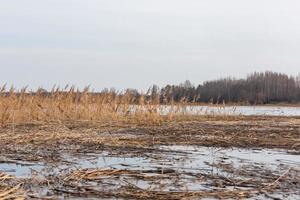 Flooded Meadows in Spring photo