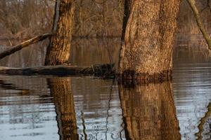 Flooded Meadows in Spring photo