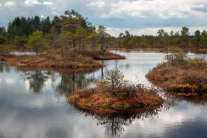 Spring in the swamp lakes photo