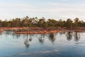 Spring in the swamp lakes photo