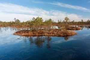 Spring in the swamp lakes photo