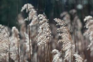 Spring in the swamp lakes photo