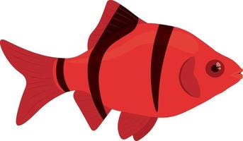Red with black stripes barbus sumatra fish vector illustration