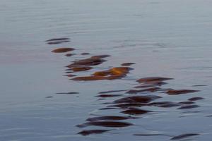 Baltic Sea Coast With Pebbles And Ice at Sunset photo