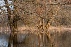 Flooded Meadows in Spring photo