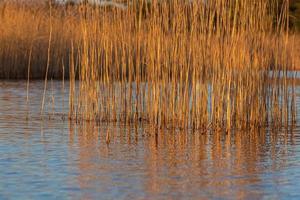 Spring in the swamp lakes photo