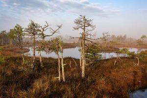 Spring in the swamp lakes photo