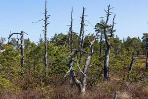 Spring in the swamp lakes photo