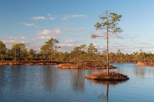 Spring in the swamp lakes photo