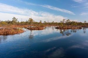 Spring in the swamp lakes photo