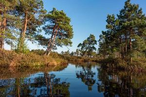 Spring in the swamp lakes photo