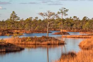 Spring in the swamp lakes photo