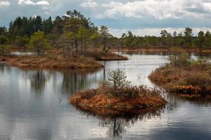 Spring in the swamp lakes photo