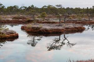 Spring in the swamp lakes photo