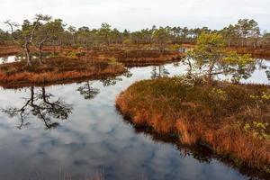 Spring in the swamp lakes photo