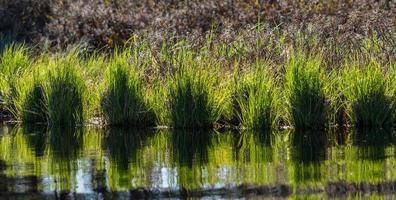primavera en los lagos pantanosos foto