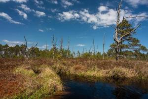 Spring in the swamp lakes photo