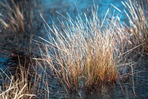 Spring in the swamp lakes photo