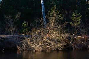 Spring in the swamp lakes photo