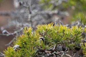 Spring in the swamp lakes photo