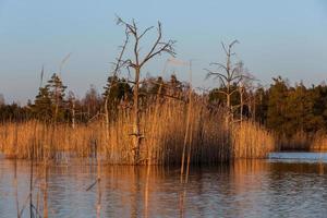 Spring in the swamp lakes photo