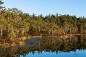 Spring in the swamp lakes photo